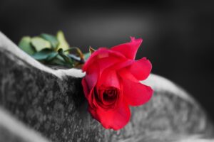 A red rose lying on top of a gravestone.