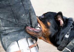 A dog bites someone on the leg. 