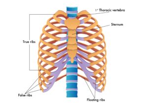 A labelled diagram of ribs. 